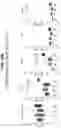 Fig. 68 - Isoform-selective TGFβ1 inhibitors and use thereof