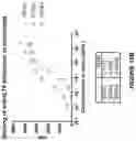 Fig. 20 - Antibodies binding to ILT4
