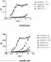 Fig. 23 - Antibodies binding to ILT4