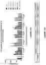 Fig. 25 - Antibodies binding to ILT4