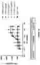 Fig. 42 - Antibodies binding to ILT4
