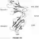 Fig. 46 - Antibodies binding to ILT4