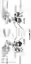 Fig. 47 - Antibodies binding to ILT4