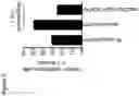 Fig. 07 - ANTI-OX40 ANTIBODIES AND METHODS OF USE THEREOF