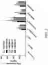 Fig. 06 - BCMA chimeric antigen receptors