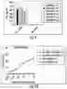 Fig. 10 - COMPOSITIONS AND METHODS FOR ENHANCING THE KILLING OF TARGET CELLS BY NK CELLS