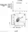 Fig. 40 - COMPOSITIONS AND METHODS FOR ENHANCING THE KILLING OF TARGET CELLS BY NK CELLS