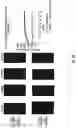 Fig. 43 - COMPOSITIONS AND METHODS FOR ENHANCING THE KILLING OF TARGET CELLS BY NK CELLS