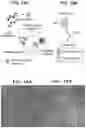 Fig. 15 - CD20 scFv-ELPs methods and therapeutics