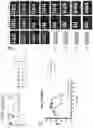 Fig. 28 - Chimeric antigen receptors targeting CD37