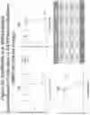 Fig. 32 - ANTI-COMPLEMENT C1S ANTIBODIES AND USES THEREOF