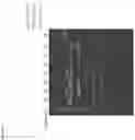 Fig. 49 - ANTI-COMPLEMENT C1S ANTIBODIES AND USES THEREOF