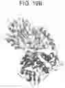 Fig. 24 - Binding molecules specific for CD73 and uses thereof