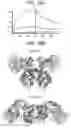 Fig. 40 - Binding molecules specific for CD73 and uses thereof