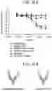 Fig. 52 - Binding molecules specific for CD73 and uses thereof