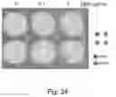 Fig. 25 - Protein coated polymeric substrate