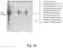 Fig. 27 - Protein coated polymeric substrate