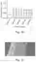 Fig. 33 - Protein coated polymeric substrate