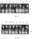 Fig. 05 - Insulation layer composition and insulation layer for plant tissue culture