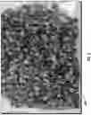 Fig. 03 - Flaky date fruit cap for moderate to severe loss control