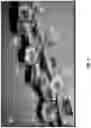 Fig. 02 - Flaky date fruit cap for moderate to severe loss control