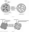Fig. 04 - Microencapsulated thermochromic materials and uses thereof
