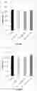 Fig. 17 - Method for increasing the specific production rate of eukaryotic cells