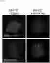 Fig. 14 - METHOD OF REDUCING CHROMOSOME SEGREGATION ERROR IN CELLS OF THE EARLY EMBRYO