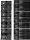 Fig. 26 - METHOD OF REDUCING CHROMOSOME SEGREGATION ERROR IN CELLS OF THE EARLY EMBRYO
