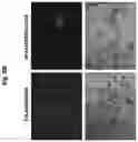 Fig. 13 - Compositions and methods for generating hair cells by upregulating JAG-1