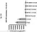 Fig. 22 - Compositions and methods for generating hair cells by upregulating JAG-1