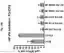 Fig. 23 - Compositions and methods for generating hair cells by upregulating JAG-1
