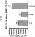 Fig. 24 - Compositions and methods for generating hair cells by upregulating JAG-1