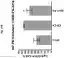 Fig. 25 - Compositions and methods for generating hair cells by upregulating JAG-1