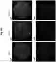 Fig. 26 - Compositions and methods for generating hair cells by upregulating JAG-1