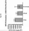 Fig. 27 - Compositions and methods for generating hair cells by upregulating JAG-1