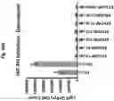Fig. 30 - Compositions and methods for generating hair cells by upregulating JAG-1