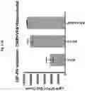 Fig. 32 - Compositions and methods for generating hair cells by upregulating JAG-1