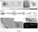 Fig. 03 - METHODS OF IMPROVING HEMATOPOIETIC GRAFTS