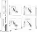 Fig. 08 - GENERATION OF HEMATOPOIETIC PROGENITOR CELLS FROM HUMAN PLURIPOTENT STEM CELLS