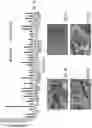 Fig. 02 - COMPOSITIONS AND METHODS FOR BIOENGINEERED TISSUES
