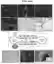 Fig. 06 - COMPOSITIONS AND METHODS FOR BIOENGINEERED TISSUES