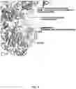 Fig. 10 - CRISPR-CAS SYSTEMS, CRYSTAL STRUCTURE AND USES THEREOF
