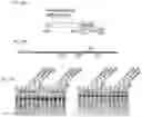 Fig. 15 - CRISPR-CAS SYSTEMS, CRYSTAL STRUCTURE AND USES THEREOF