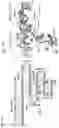 Fig. 29 - CRISPR-CAS SYSTEMS, CRYSTAL STRUCTURE AND USES THEREOF