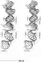 Fig. 44 - CRISPR-CAS SYSTEMS, CRYSTAL STRUCTURE AND USES THEREOF