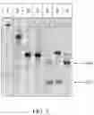 Fig. 04 - CRISPR-associated (Cas) protein