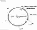 Fig. 04 - COMPOSITIONS AND METHODS COMPRISING PROTEASE VARIANTS