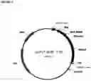 Fig. 05 - COMPOSITIONS AND METHODS COMPRISING PROTEASE VARIANTS