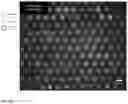 Fig. 04 - Methods and systems for screening using microcapillary arrays